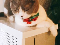 -共舞时光猫咖·狗咖(新街口店)