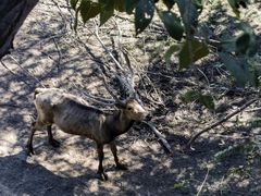 -北京麋鹿生态实验中心
