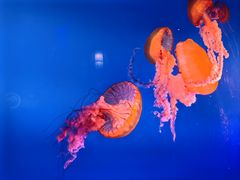 -太平洋海底世界