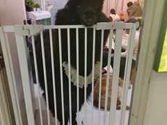-我爱猫咪·猫咖·狗咖·安哥拉兔·羊驼咖(小寨华旗店)
