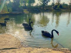 -祥源·阜阳生态乐园