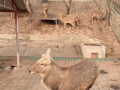 -北京鹿世界主题园