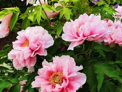 -曹州百花园