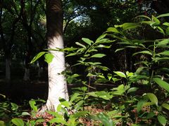 -重庆平顶山公园