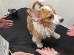 -艾贝尔宠物医院 ·内科全科(梁溪路店)