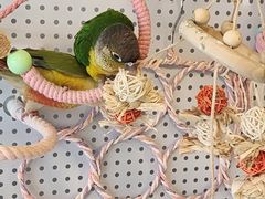 -吉丁鸟咖·异宠·寄养