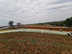 -大塘金香草谷