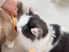 -怪兽屋·羊驼·猫咖·狗咖(俊华广场店)