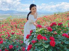 -密云玫瑰情园