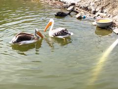 -新疆天山野生动物园