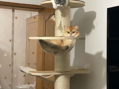 -东方名猫馆·英短金渐层布偶猫舍(环线广场1号楼店)