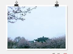 -武汉大学-樱园