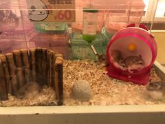 -龙猫仔乐园(惠福东路店)