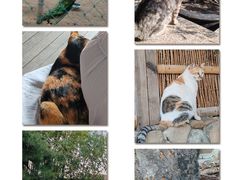 -龙华素斋(龙华路店)