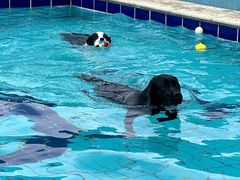 -趣玩宠物乐园寄养训犬训狗游泳池