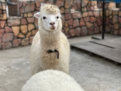 -J Create城市露营咖啡·简餐·宠物(上海动物园店)