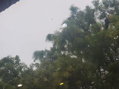 -开封第一楼(洛阳分店)