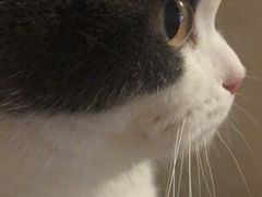 -宠爱国际动物医院· 猫科· 外科·中兽医(长白店)