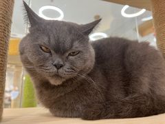 -喵园·猫主题咖啡厅·撸猫·猫咖(国贸店)