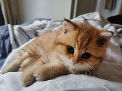 -小猫来了·猫舍(红山六九七九店)