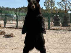 -鄂尔多斯野生动物园