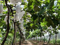 -白鹿原葡萄主题公园