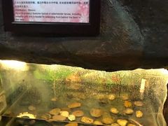 -上海大自然野生昆虫馆(东方明珠·爬宠昆虫探索中心)