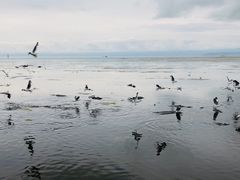 -青海湖国家重点风景名胜区