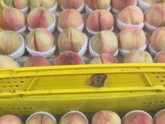 -老袁家蜜桃农场·阳山水蜜桃