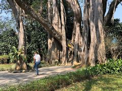 -瑞丽独树成林风景区