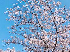-顾村公园