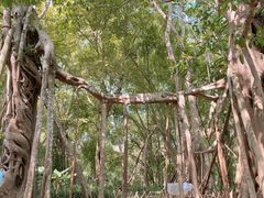 -中国科学院西双版纳热带植物园