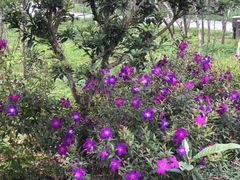 -桤木河湿地公园