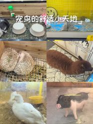 -神奇动物撸宠馆·羊驼·小浣熊·异宠(豫园店)