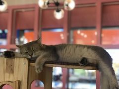 -喵匠猫主题咖啡(凯德和平广场店)