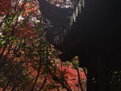 -秋霞圃