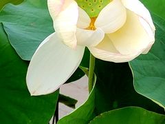 -莲花池公园