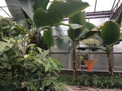 -呀路古热带植物园
