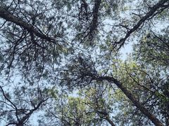 -铁山坪森林公园