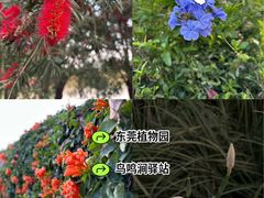 -东莞植物园
