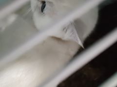-守诺宠物医院·眼科· 神经外科·爬宠专科(虹口店)