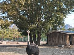 -大青山野生动物园