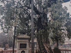 -黄帝陵