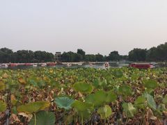 -后海公园