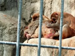 -上海华凯华美达广场酒店