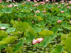 -沐仙湖湿地公园