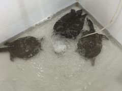 -巴城蟹园(阳澄湖蟹舫苑店)