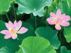 -荷塘月色湿地公园·向阳花洲
