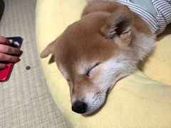 -逗柴咖啡屋·狗咖猫咖宠物桌游