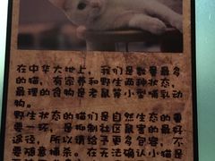-猫咪博物馆(顶澳仔猫街店)